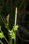 Pine barren sedge